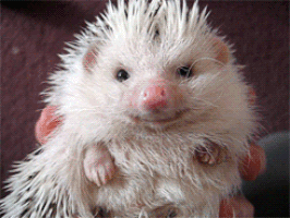 Nose Hedgehog GIF