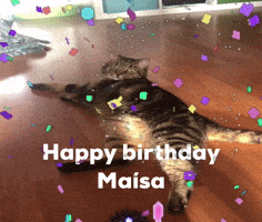 Cat GIF