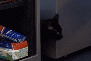 Cat Pet GIF by VPRO