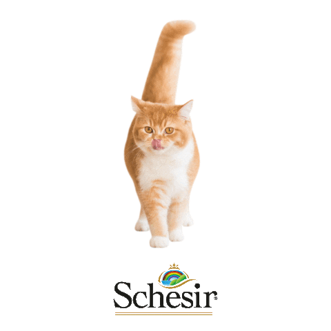 Schesir Sticker