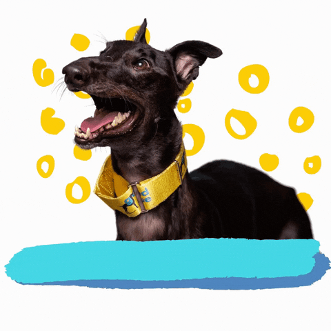 Excited Dog GIF by Greyhound Rescue