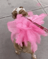 English Bulldog Rihanna GIF by pammypocket
