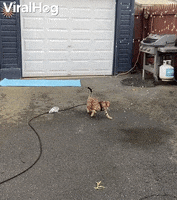 Bengal Cat Goes Wild For Water GIF by ViralHog