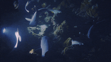 Costa Rica Ocean GIF by Mission Blue