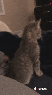 Trop Drole Gifs Get The Best Gif On Giphy
