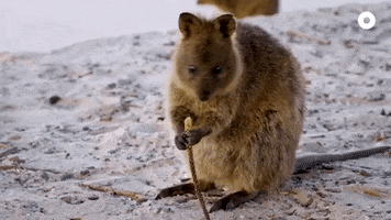 Western Australia Perth GIF by Our Grandfather Story