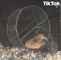 Hamster Wheel Funny GIFs - Get the best 