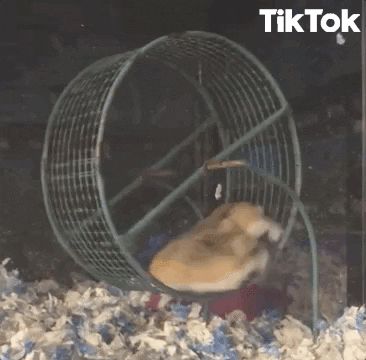 Hamster Wheel GIFs - Get the best GIF on GIPHY