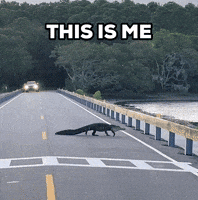 Alligator Flops Down Blocking Traffic