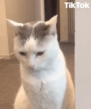 moving gifs cats