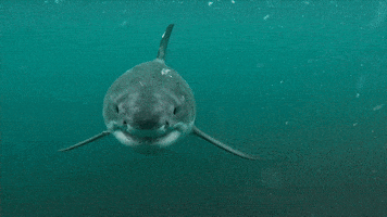 Discovery GIF by Shark Week