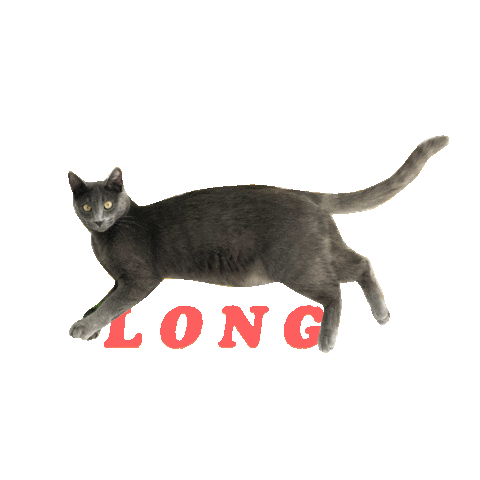 Cat Sticker