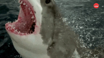 Shark Week GIF by BuzzFeed