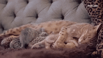 cat GIF by MOST EXPENSIVEST