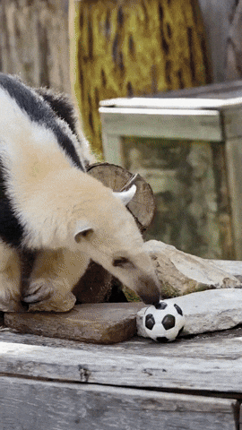 World Cup Football GIF
