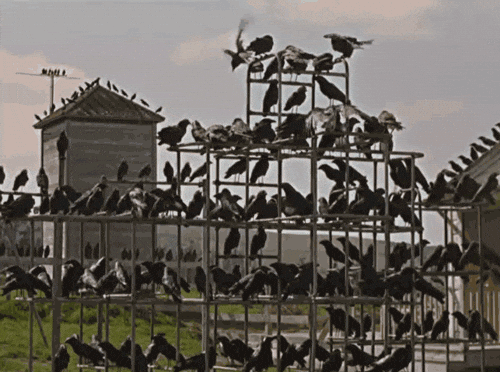 Alfred Hitchcock vogels GIF