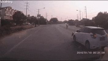 Dog Stops Traffic So Grandma Can Cross Road GIF by ViralHog