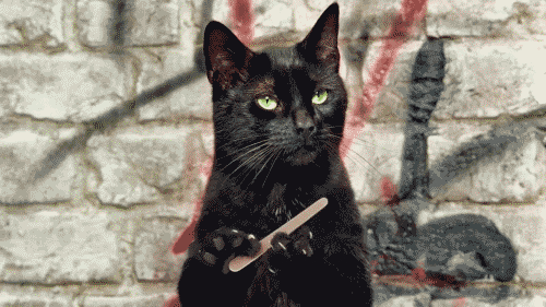 cat giphy filing his nails gift guide for cat lover the silver lined life