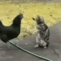 rooster