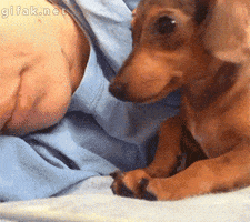 dog sleep cuddle dachshund comfortable