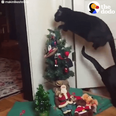 cat jumping GIF by The Dodo