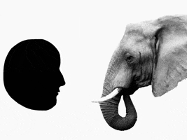 Elephant Peanuts GIF by Barbara Pozzi