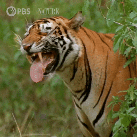 Pbs Nature Earth GIF by Nature on PBS