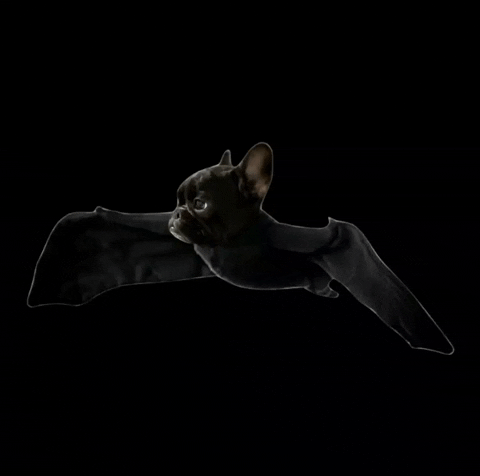 MagicalMochicorn bat frenchie frenchbulldog batpig GIF