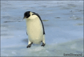 penguin oops GIF