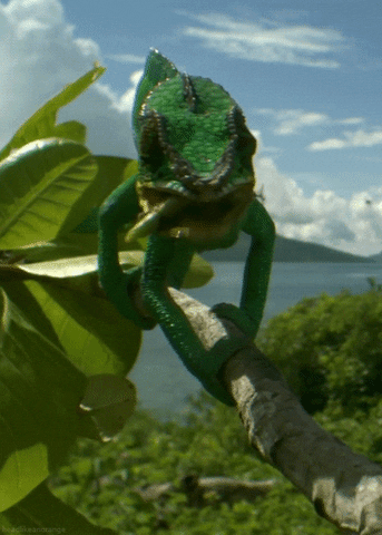 panther chameleon lizard GIF by Head Like an Orange