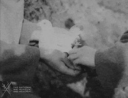 200.gif?cid=7ad0e14ch96cp8bfjwxy3hx4ekvb