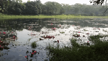 mostafiz bird dhaka jahangirnagar GIF