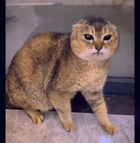 Mei Mei Cat GIF