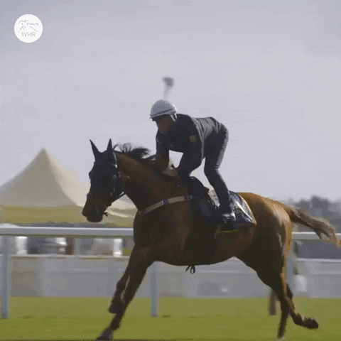 Sport Power GIF by World Horse Racing