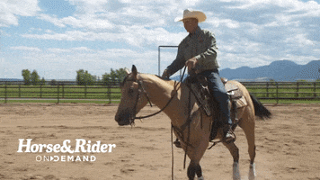 HorseandRider horse trot horsemanship buckskin GIF