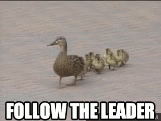 Follow GIF by autofeaturebot