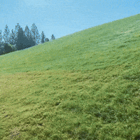 Dog Playing GIF by moodman