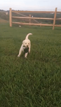 Proud Puppy Shows That She Can Walk Herself