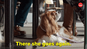 Dogs International Dog Day GIF by BuzzFeed
