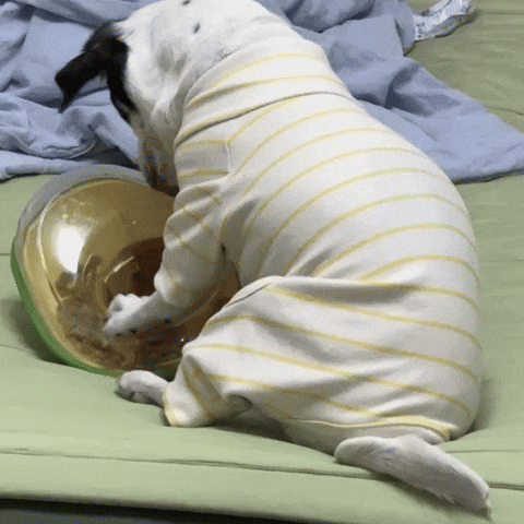 Hungry Dog GIF