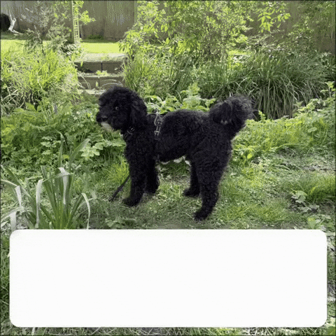 Meeting Troubleshooting GIF