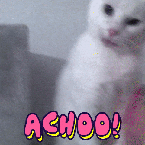 White Cat Sneezing GIF
