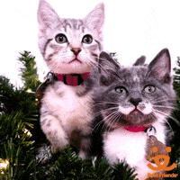 Cat Save Them All GIF by Best Friends Animal Society