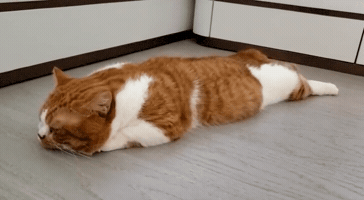 Bolomi GIF