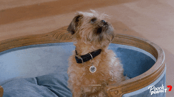 Dog Russell GIF by Channel 7