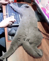 Sleepy Cat GIF by JustViral.Net
