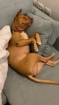 Sleepy New Year GIF by JustViral - Find & Share on GIPHY