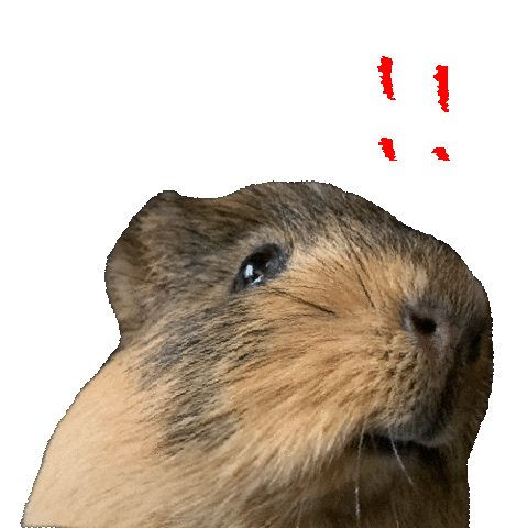 Animated Sticker