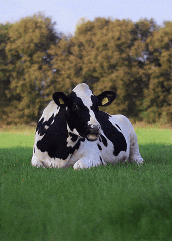 Giphy - cow cattle GIF by Head Like an Orange