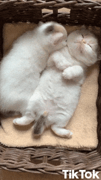 Chat Drole GIFs - Find & Share on GIPHY